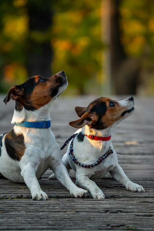 🐶 Let’s Talk Collars, Leashes & Harnesses! from Sasha’s Corner