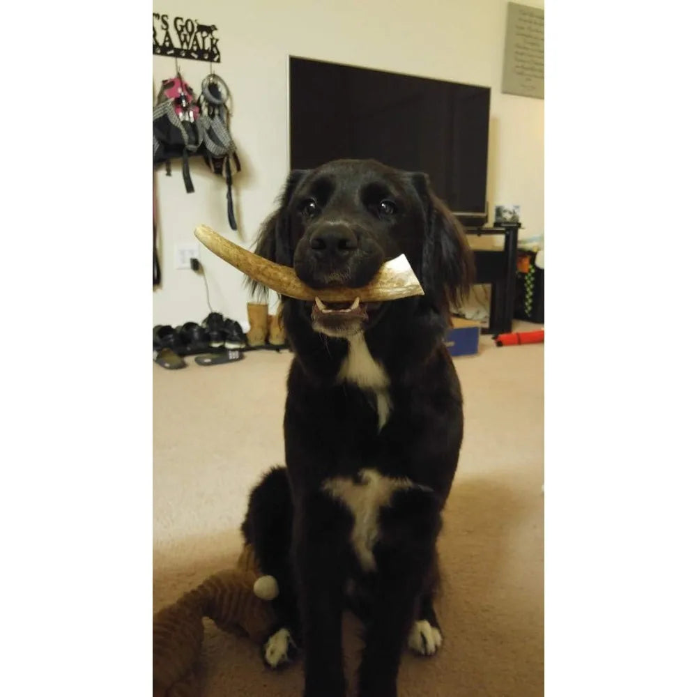 Medium Whole Elk Antler 2 Pack Dog Chew Grade A Premium