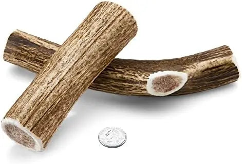 Medium Whole Elk Antler 2 Pack Dog Chew Grade A Premium