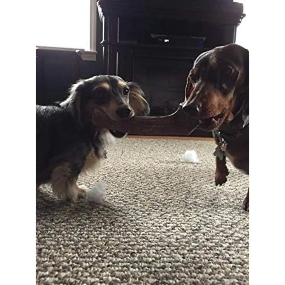 Medium Whole Elk Antler 2 Pack Dog Chew Grade A Premium