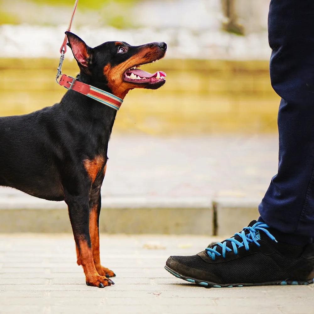 Adjustable Dog Collar and Leash Set for Small Medium Large Dogs Neck Size 12 to 32 Inches