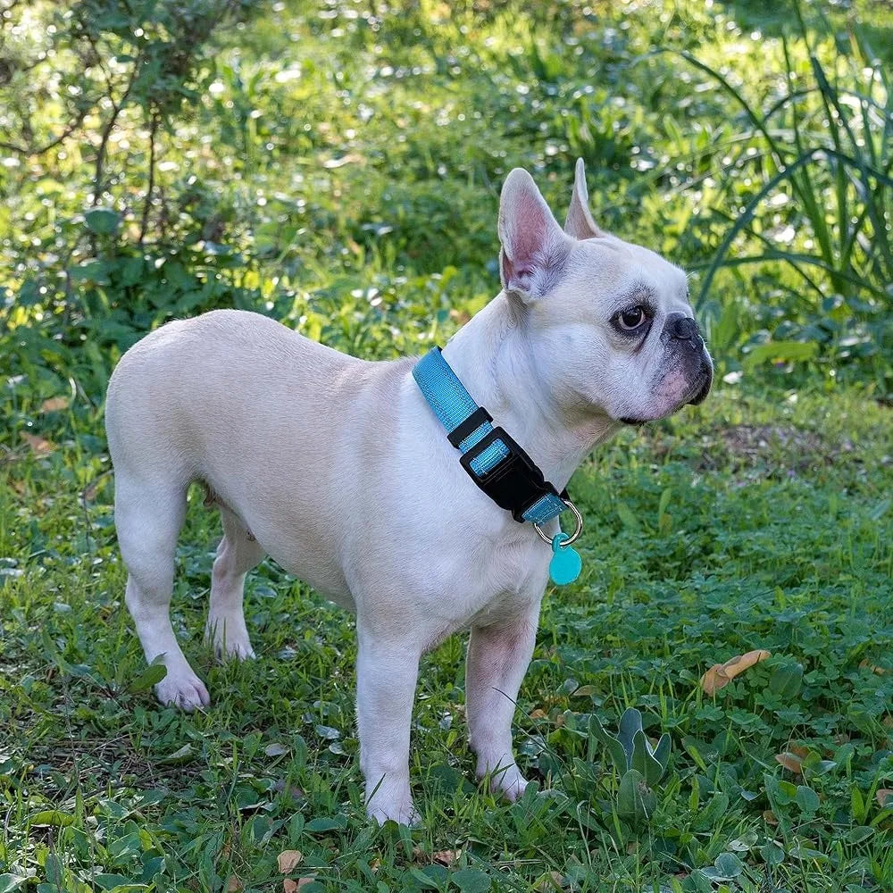 Adjustable Reflective Dog Collar Padded Neoprene Durable Nylon for Small Medium Large Dogs with Bonus 5ft Leash