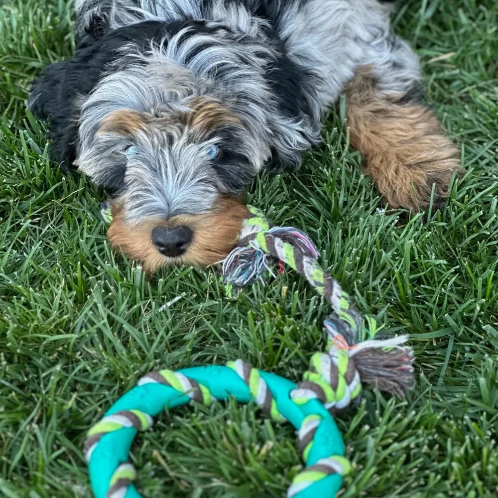 Rocket And Rex Premium Chew Toy Set And Reusable Pet Pads
