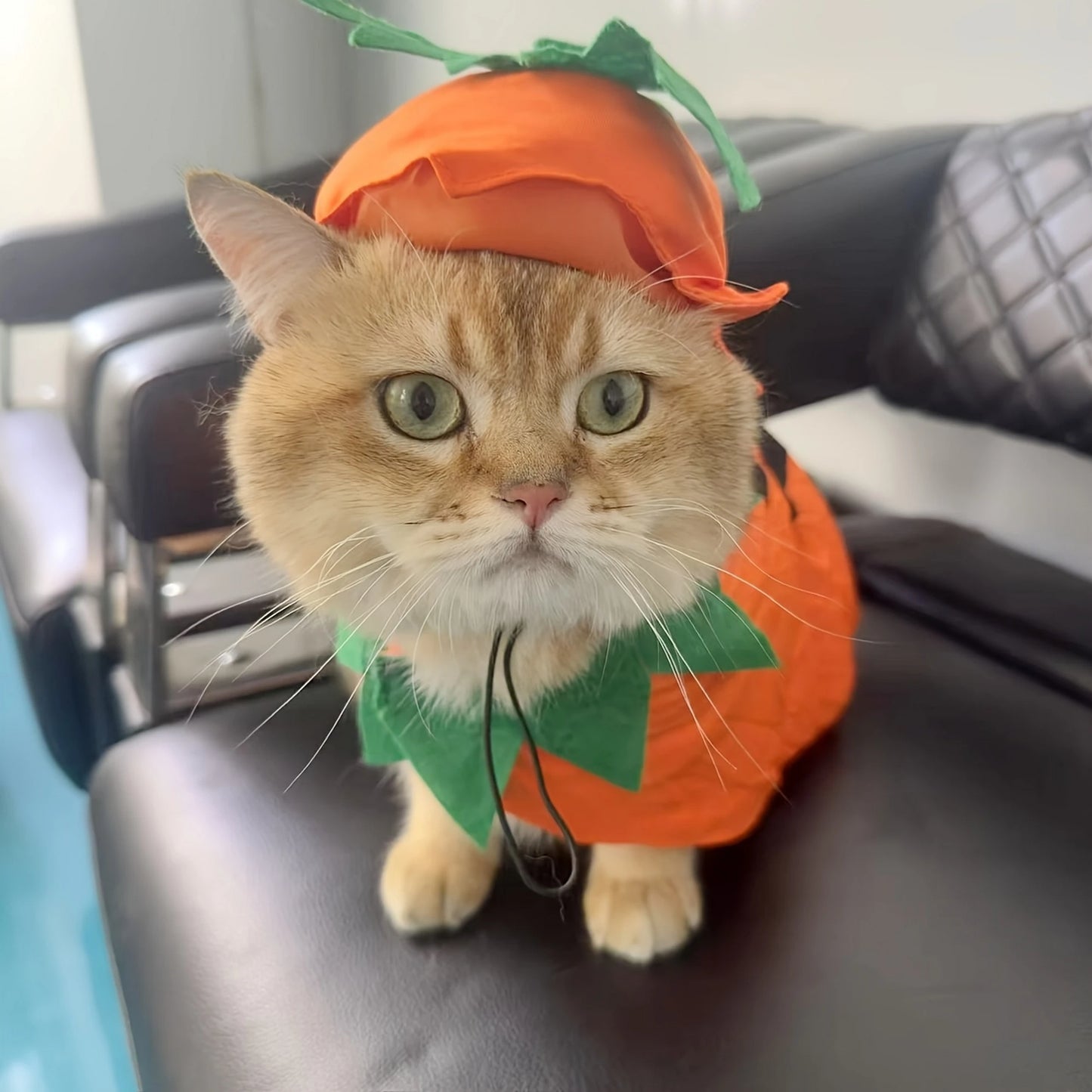 Halloween Cat Costume Kitten Witch Cloak Hat Set For Pets