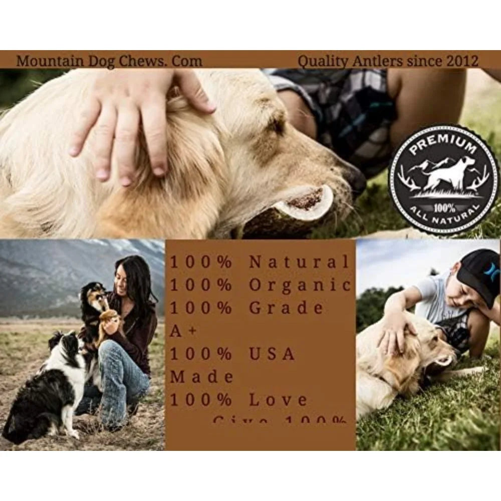 Medium Whole Elk Antler 2 Pack Dog Chew Grade A Premium